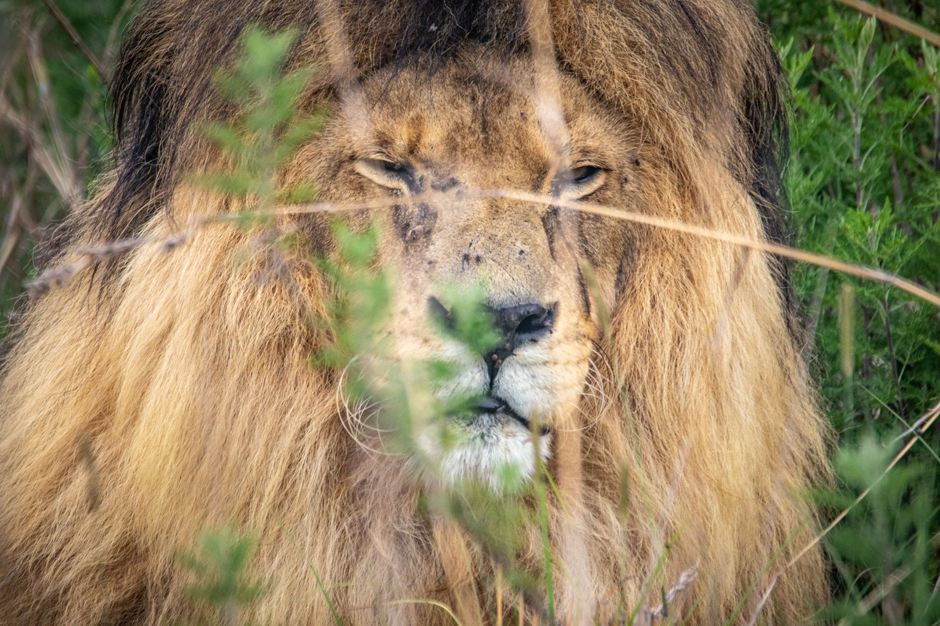 A detailed close-up of a lion hidden among foliage, showcasing its regal mane.