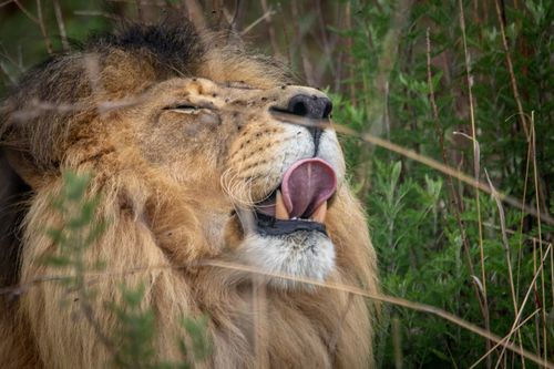 Free A majestic male lion yawning amidst lush greenery, highlighting its powerful mane. Stock Photo