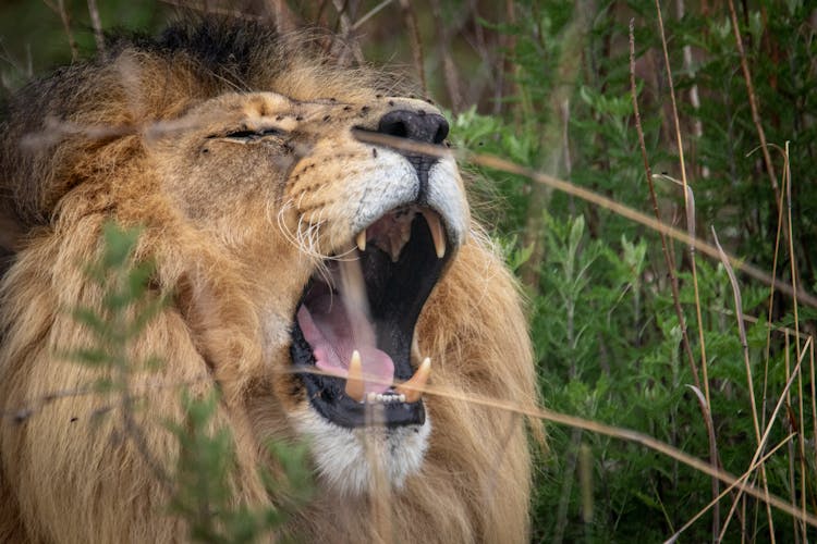 Close Up Photo Of A Fierce Lion