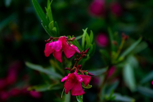 Free A detailed close-up shot of vibrant pink flowers blooming against a lush green background, capturing nature's beauty. Stock Photo