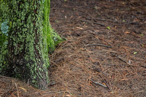 Close Up Shot of a Mossy Tree Trunk
