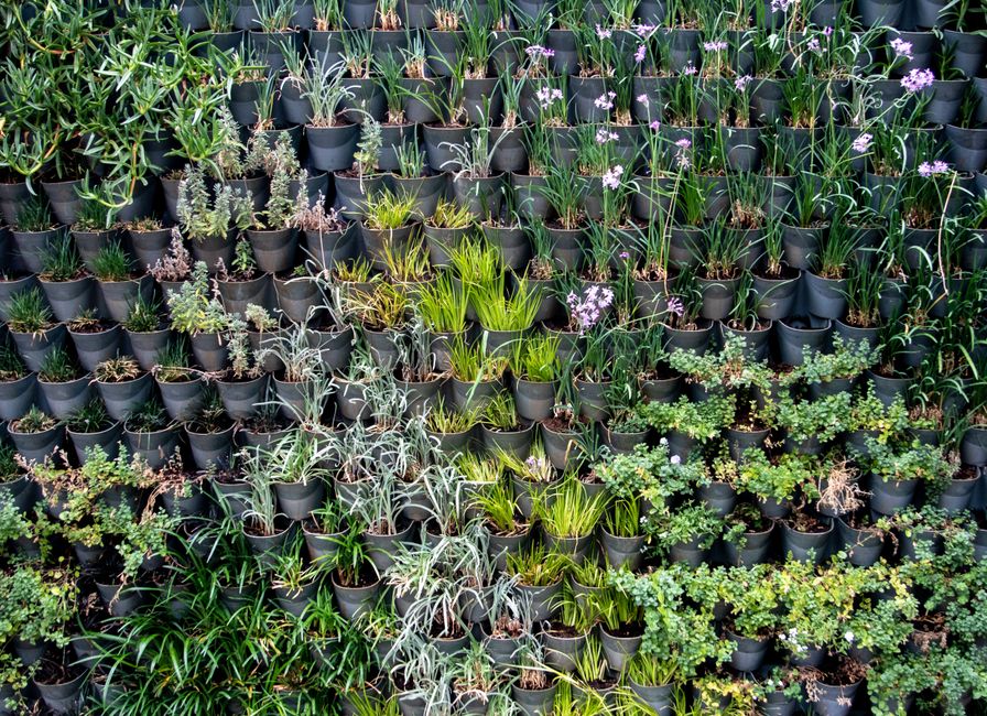 A vibrant vertical garden showcasing diverse plant species in black pots, depicting modern horticulture.