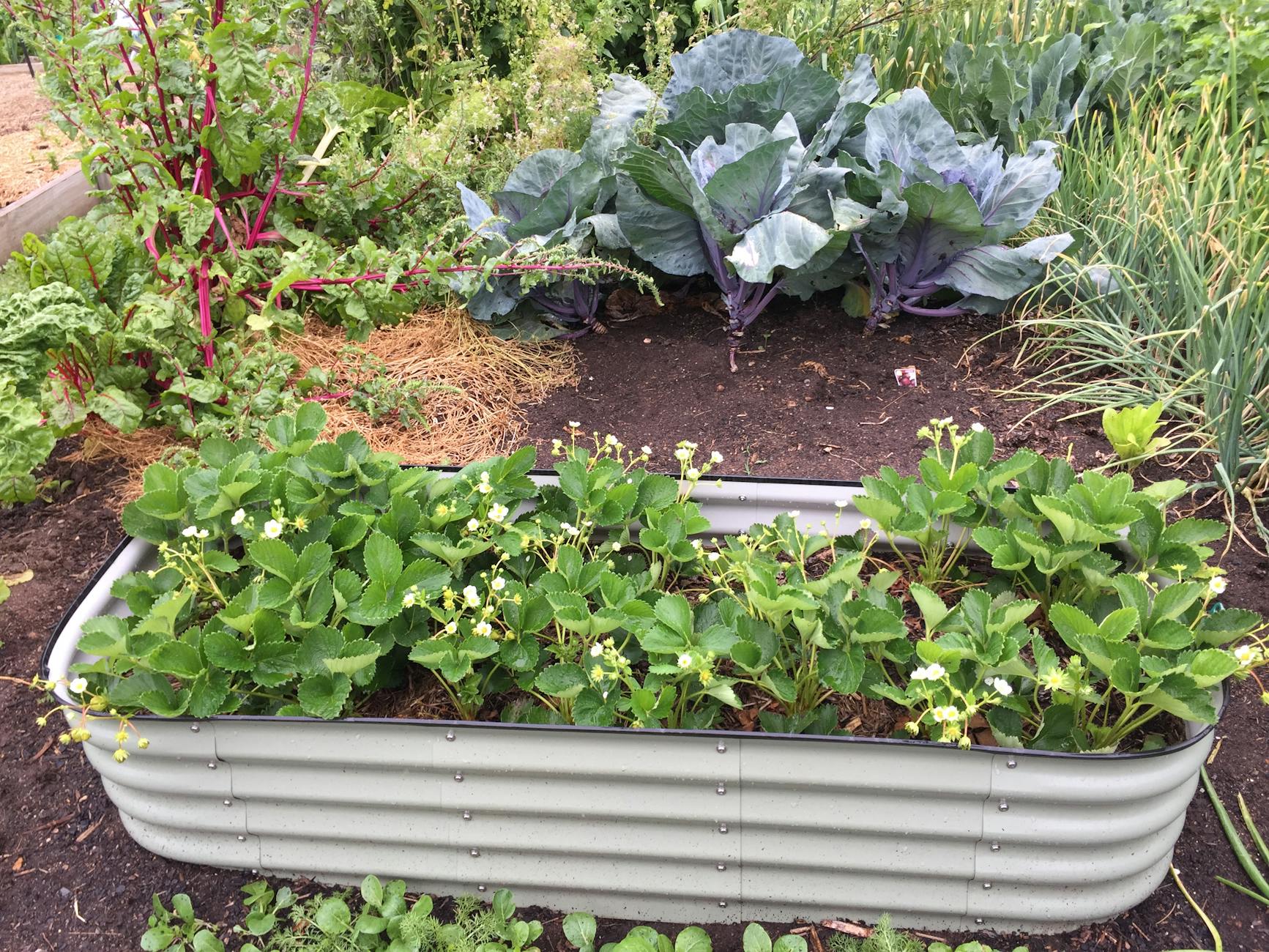 Abundant Autumn Leafy Greens in an Australian Garden Autumn garden bed with spinach, rocket, and silverbeet in Australia