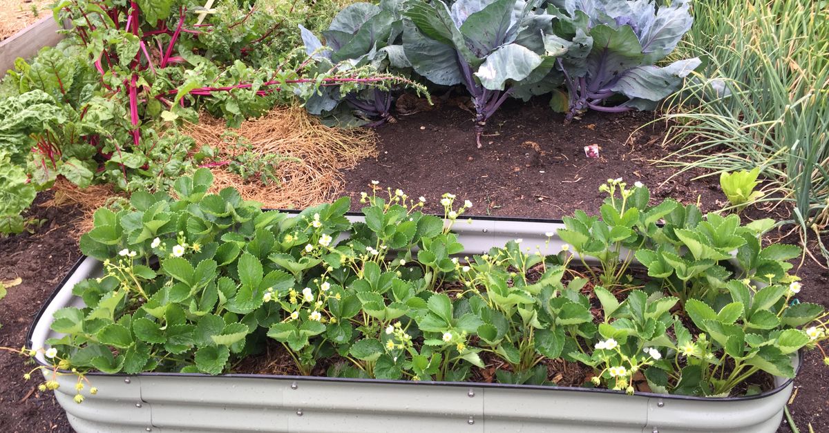 Why Your DIY Raised Garden Bed Fails Most People (And What Actually Works for a Bountiful Harvest)