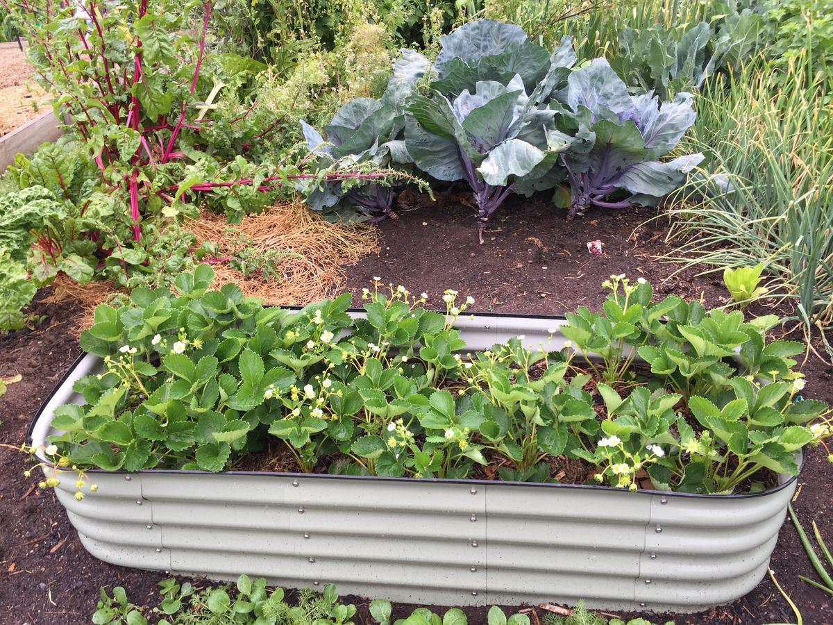 Raised vegetable beds in productive kitchen garden