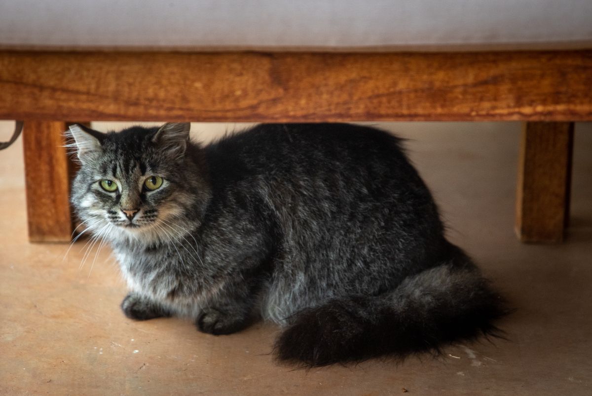 Chat caché sous un meuble, le regard attentif
