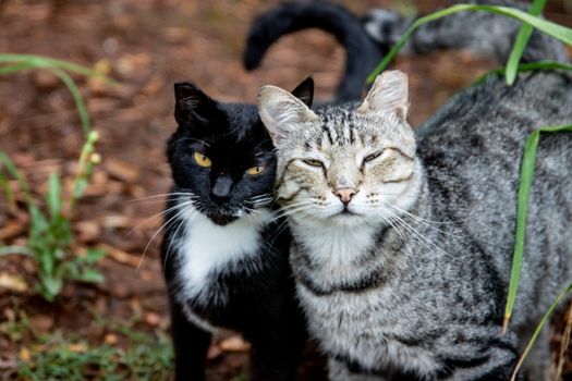 A pair of adorable cats, one black and white tuxedo and a tabby, snuggling outdoors amid green plants.