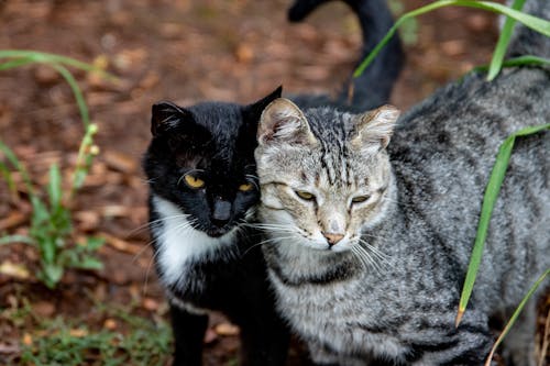 Close-Up Shot of Two Tabby Cats Outside