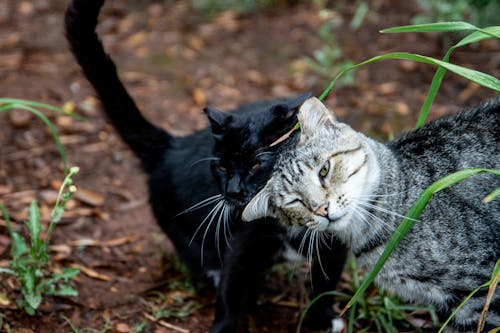 Kostnadsfri bild av förtjusande, inhemska katter, kattdjur