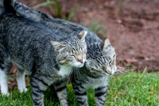 Two tabby cats showing affection outdoors on lush grass. Perfect for pet lovers.