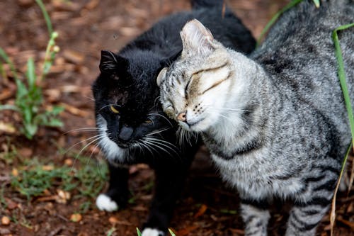 Close-Up Shot of Two Tabby Cats Outside