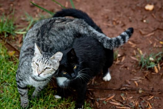 Two affectionate cats, a tabby and a black one, playing outdoors on grass.