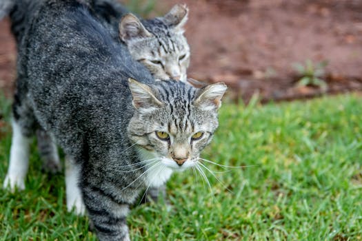 Two tabby cats with striking patterns on green grass. Perfect outdoor pet photography.