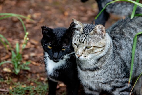 Kostnadsfri bild av förtjusande, inhemska katter, kattdjur