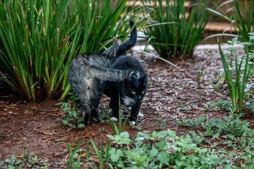 Free Two cats, one black and one gray, wander through a garden path surrounded by lush greenery. Stock Photo
