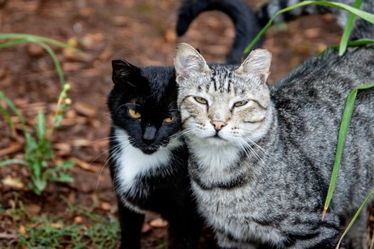Domestic Cats vs Wild Cats Affiliative Behavior