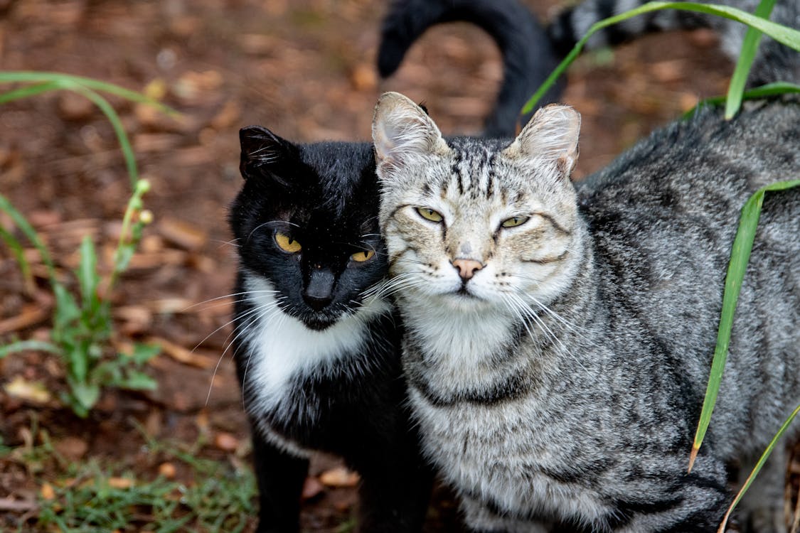Free Black and Gray Cat in Close Up Shot Stock Photo
