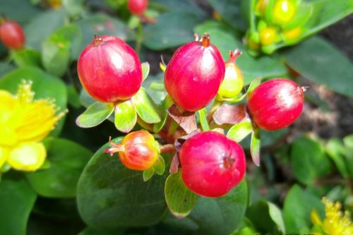 Free stock photo of garden Stock Photo
