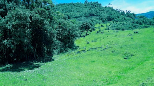 Foto stok gratis beternak hewan, hutan lebat, hutan pohon