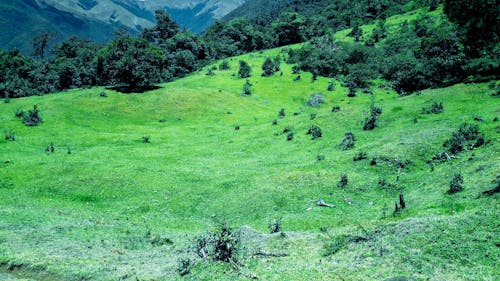 Foto stok gratis beternak hewan, hutan lebat, hutan pohon