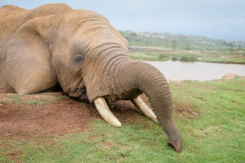 Close Up Shot of an Elephant