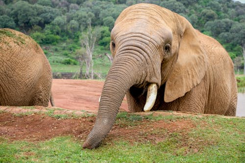 Close Up Shot of an Elephant