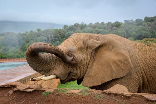 Close Up Shot of an Elephant