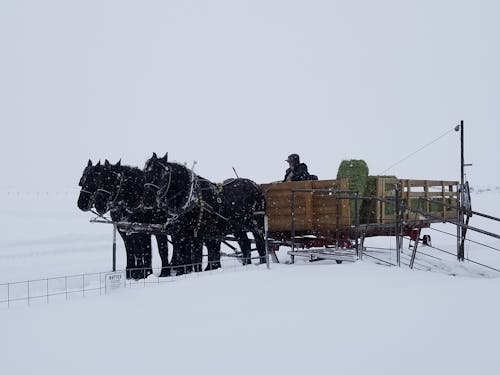 Gratuit Photos gratuites de animal, chevaux noirs, couvert de neige Photos