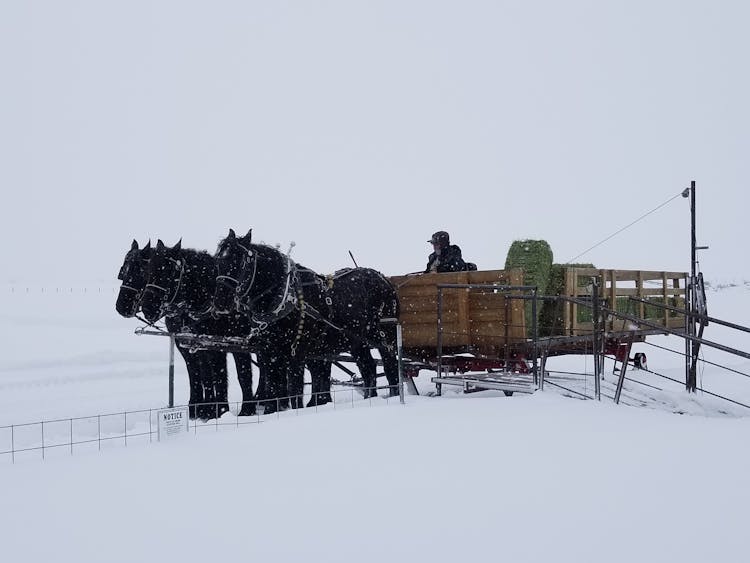 Black Horses On Snow Covered Ground