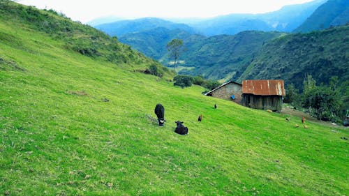 Foto stok gratis bidang hijau, kayu hijau, latar belakang gunung