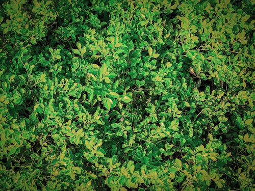 Free stock photo of green, plant, wallpapers