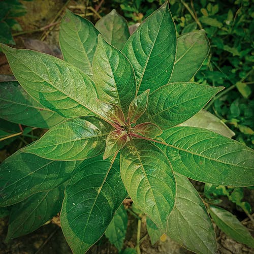 Free stock photo of green, plant