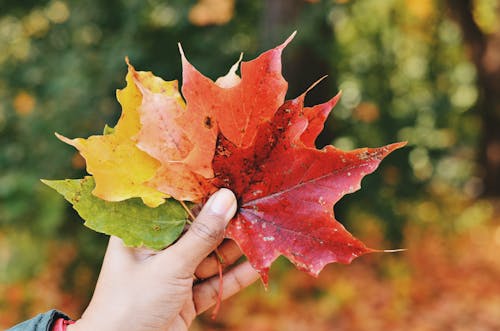 düşmek, el, sonbahar renkleri içeren Ücretsiz stok fotoğraf