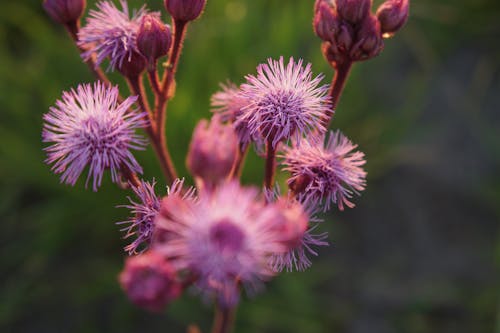 무료 보라색 꽃잎 꽃의 선택적 초점 사진 스톡 사진