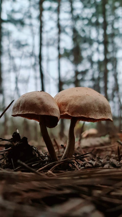 Gratis Foto stok gratis alam, Cendawan, fungi Foto Stok