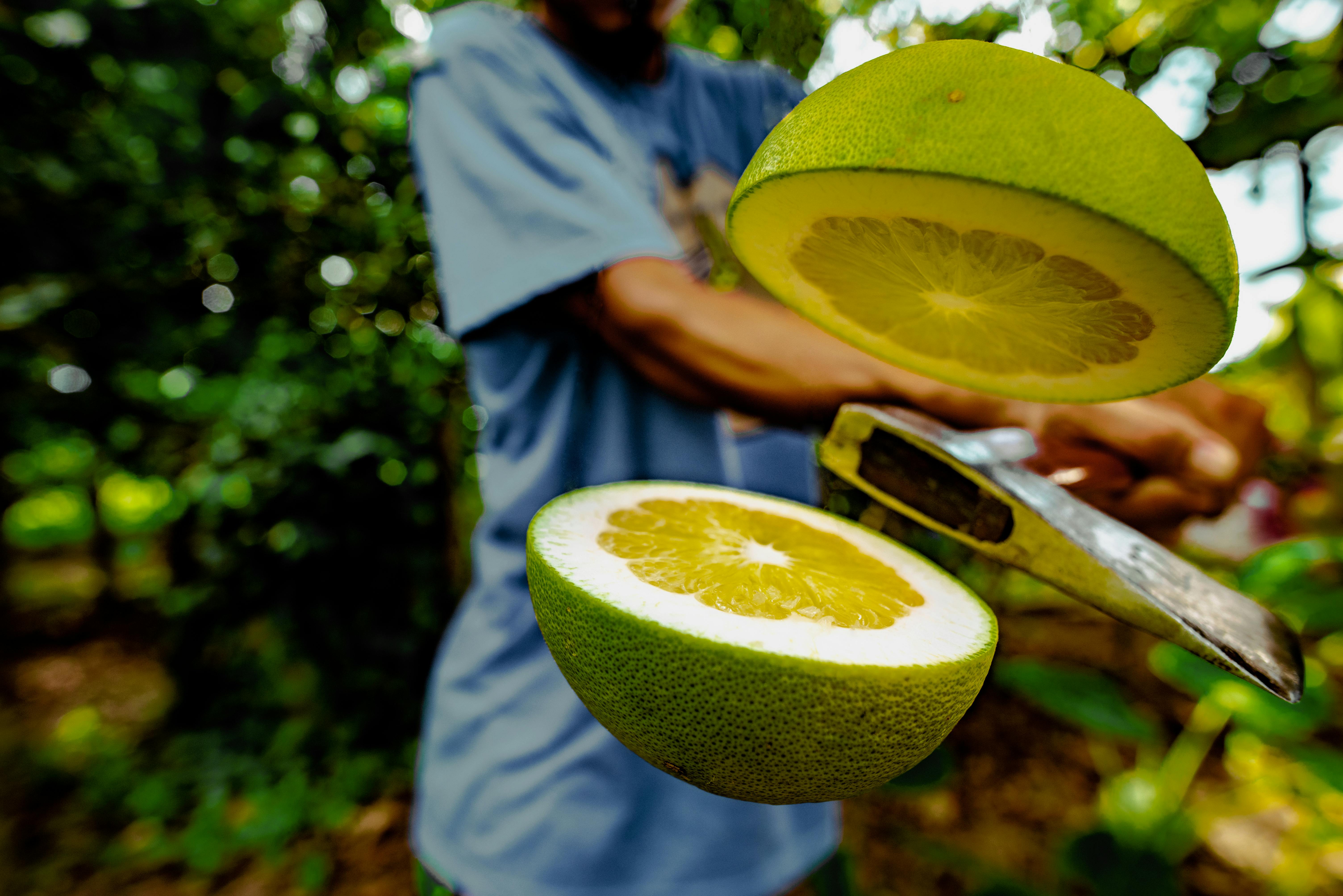 名間濁水老欉文旦採收 風味更勝往年