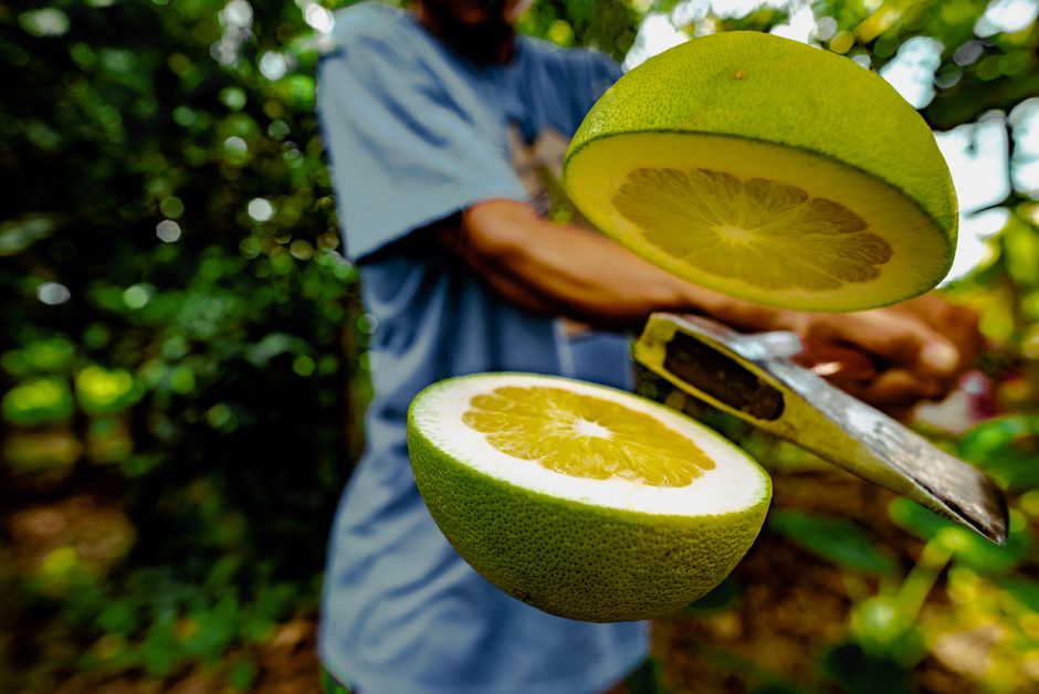 Menikmati Segarnya Kebun Jeruk Pamelo dan Pertanian Lahan Basah Polewali