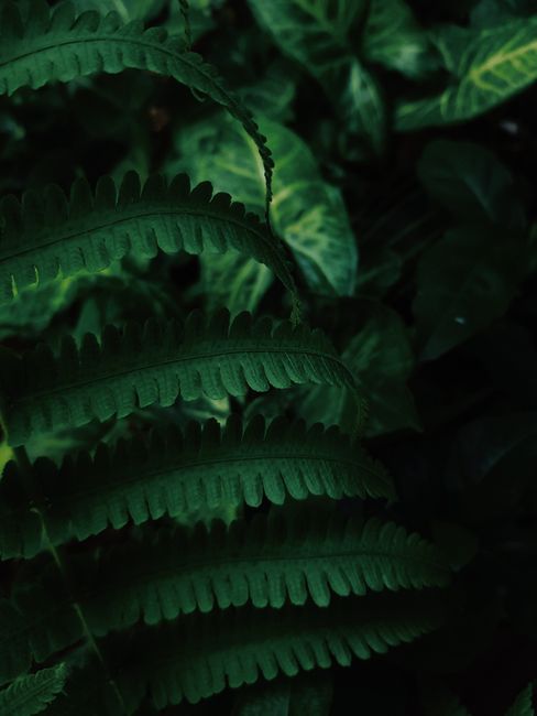 Close-up shot of lush green fern leaves in a natural setting.