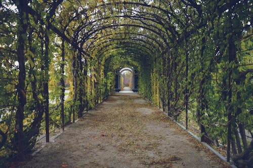 Arc Surrounded With Green Grasses