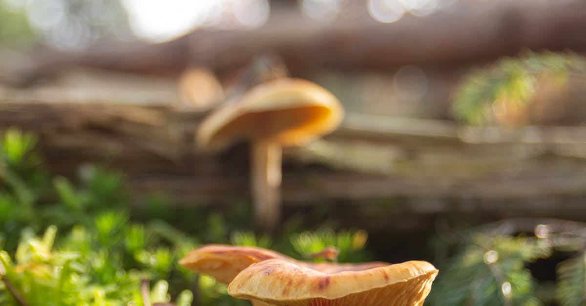 Why do mushrooms grow in my lawn