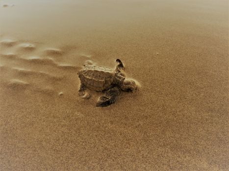 A close-up of a baby sea turtle emerging on a sandy beach exploring its new surroundings.
