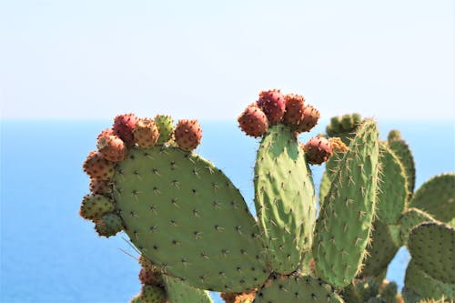 Gratis stockfoto met cactus