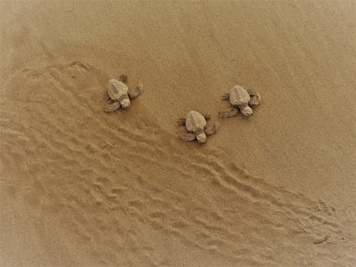 Hatchlings Crawling on Brown Sand