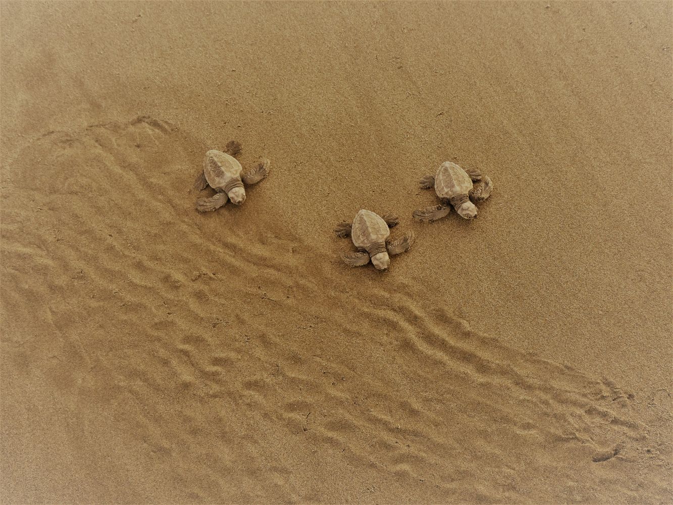 Turtle Tracks Photos, Download The BEST Free Turtle Tracks Stock Photos ...