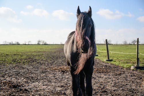 Black Horse on Brown Soil