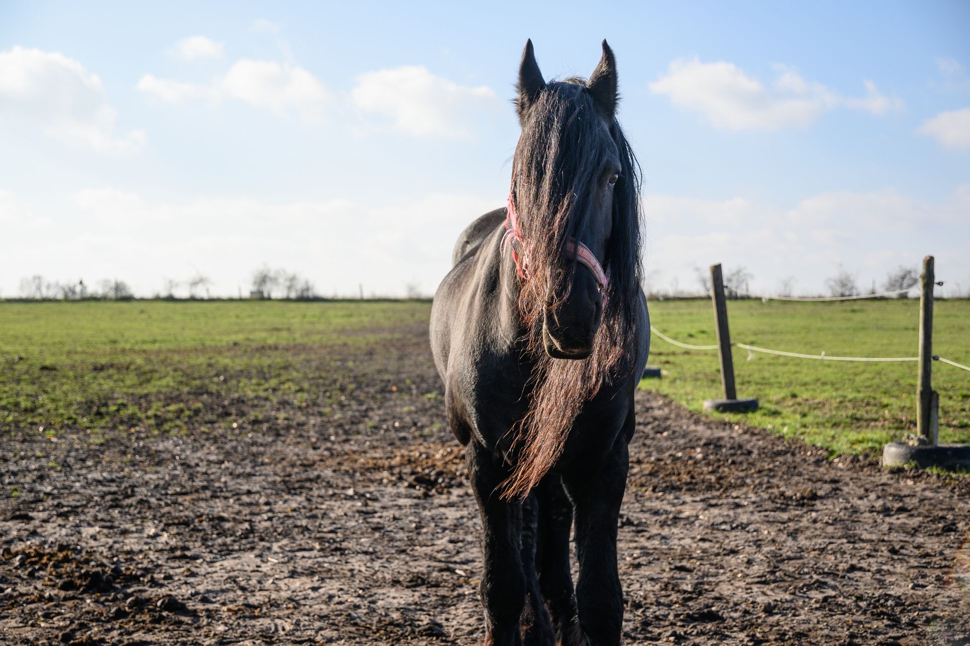 Honderden meldingen van gezondheidsproblemen bij Friese paarden