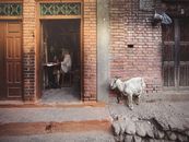Side view of anonymous female seamstress with sewing machine in aged workshop and goat with open mouth on urban street