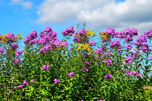 Bed of Pink Flowers