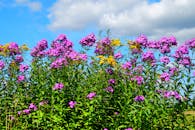 在充满活力的蓝天下，五颜六色的野花盛开，展示着大自然的美丽