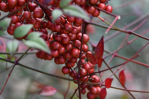 Close-Up Shot of Red Berries on a Tree